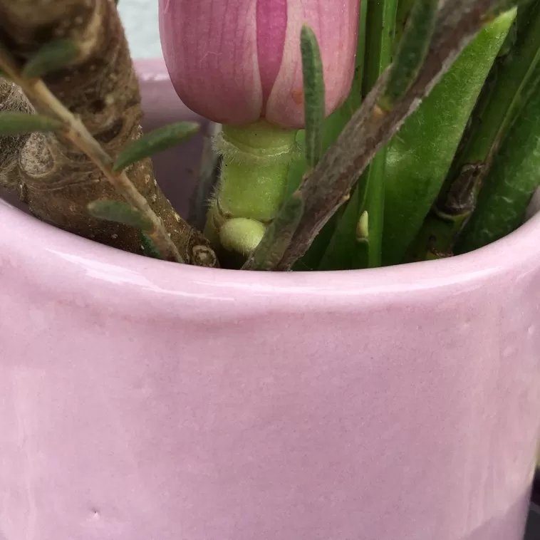 9561 Розовая глазурь Botz